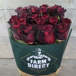 R Gr Black Baccara