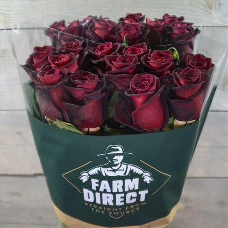 <h4>R Gr Black Baccara</h4>