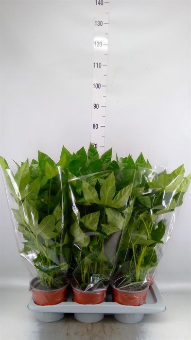 <h4>Fatsia japonica ...</h4>