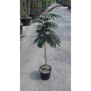 Albizia julibrissin