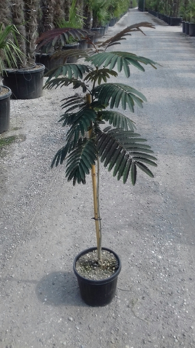<h4>Albizia julibrissin</h4>