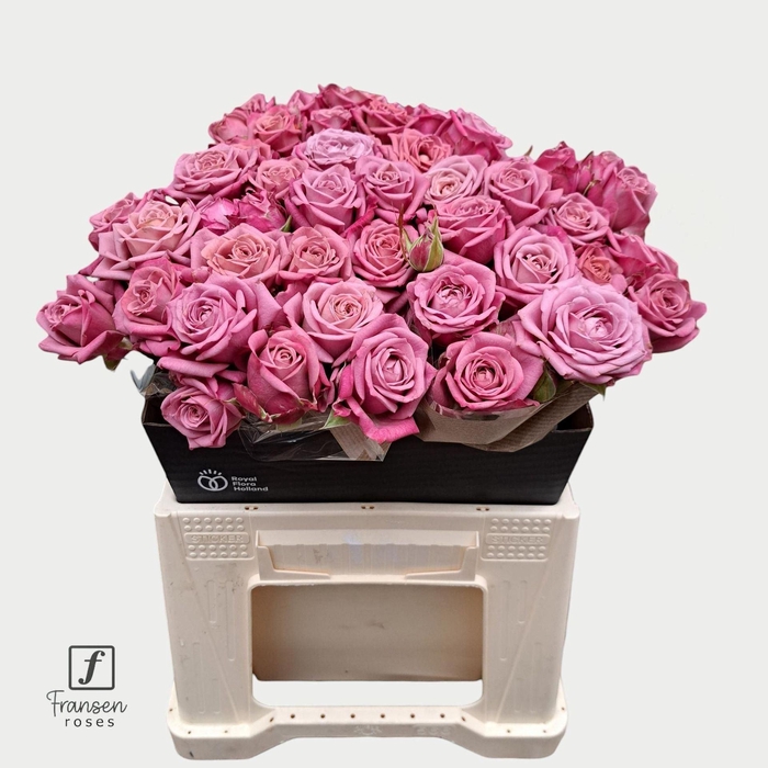 <h4>Rosa TR 'Purple Queen' FRANSEN</h4>