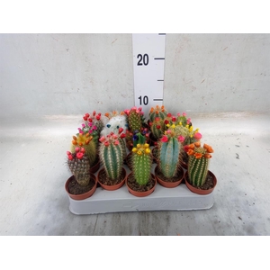 Cactus   ...decorated