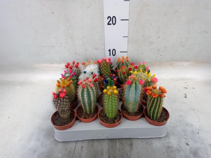 <h4>Cactus   ...decorated</h4>