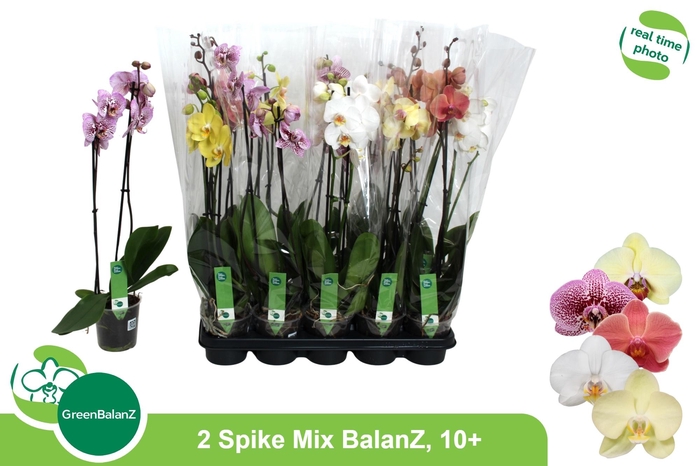 <h4>PHAL MIX 2 TAK</h4>