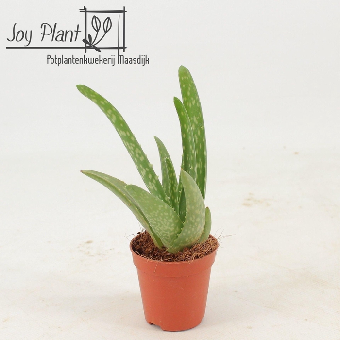 <h4>Aloe vera</h4>