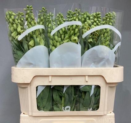 <h4>FRIT IVORY BELLS</h4>