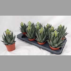 ALOE TIKI TAHI