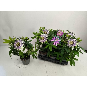 Passiflora caerulea