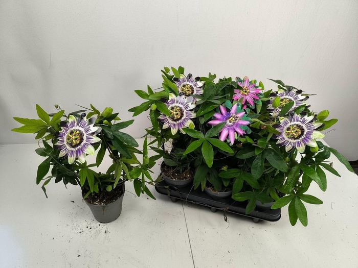 <h4>Passiflora caerulea</h4>