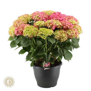 Hydrangea Hi Fire