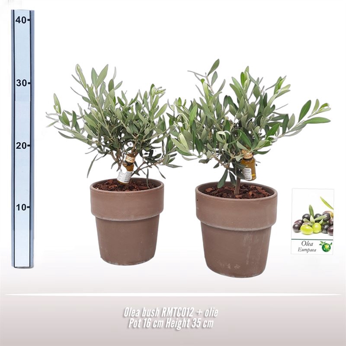 <h4>Olea struik 16cm NL RMTC012</h4>