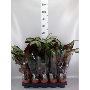 CALATHEA   ...MIX 2