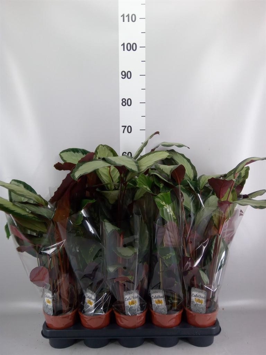 <h4>CALATHEA   ...MIX 2</h4>