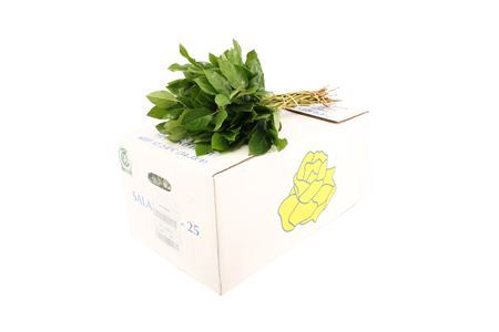 <h4>Salal Tip V & E</h4>