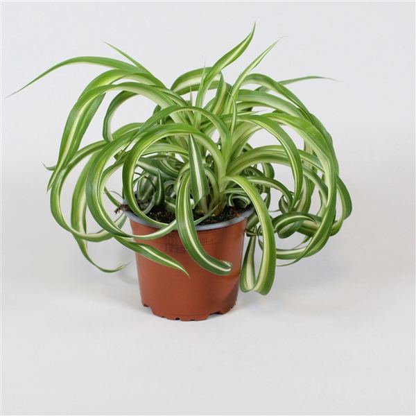 <h4>Chlorophytum comosum Bonnie</h4>