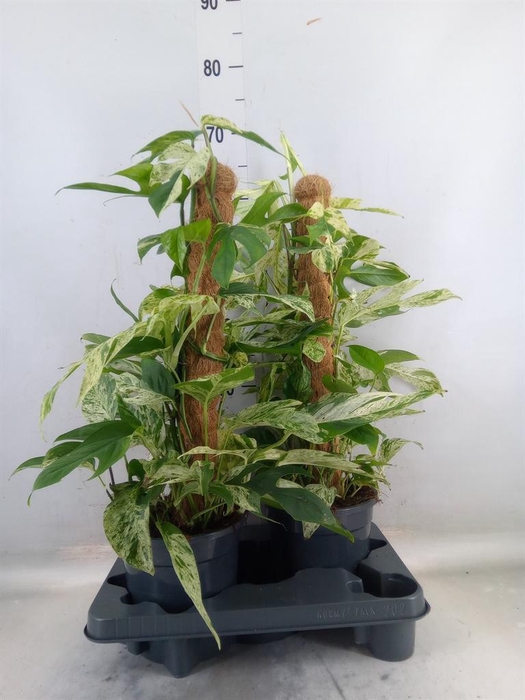 <h4>Epipremnum pinn. 'Marble Variegata'</h4>