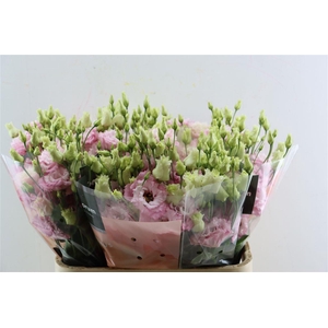 Eus G Celeb Queen Extreme