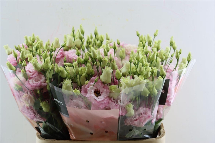 <h4>Eus G Celeb Queen Extreme</h4>