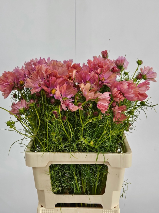 <h4>COSMOS BIPINNATUS</h4>