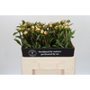 Paeonia Duchesse De Nemours