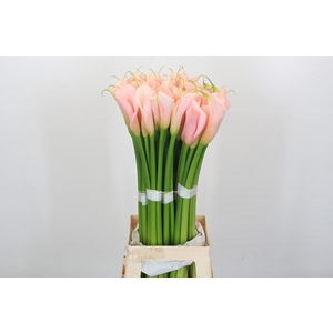 Zantedeschia Eydolls Salmon