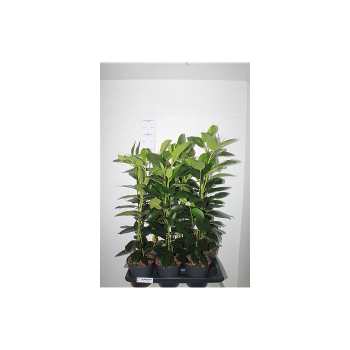 <h4>Fic Mi Smile 17cm Pot ** Sale **</h4>