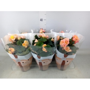 Begonia elat. DU 'Hailey Sunset'