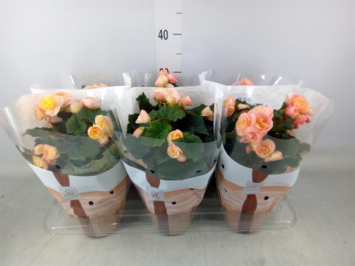 <h4>Begonia elat. DU 'Hailey Sunset'</h4>