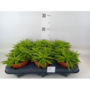 Peperomia ferreyrae 'Happy-Bean'