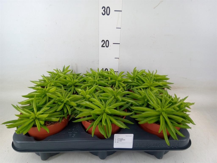 <h4>Peperomia ferreyrae 'Happy-Bean'</h4>