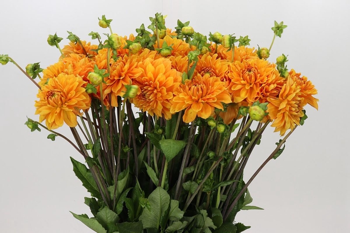 <h4>Dahlia Bizon Brons</h4>