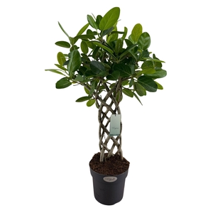 Ficus benghalensis 'Audrey'