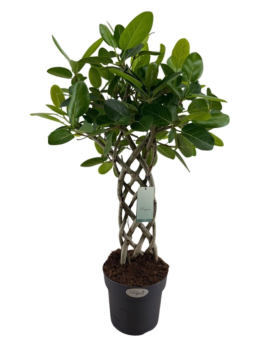 <h4>Ficus benghalensis 'Audrey'</h4>