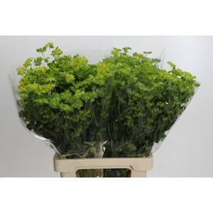 Bupleurum Griffithii