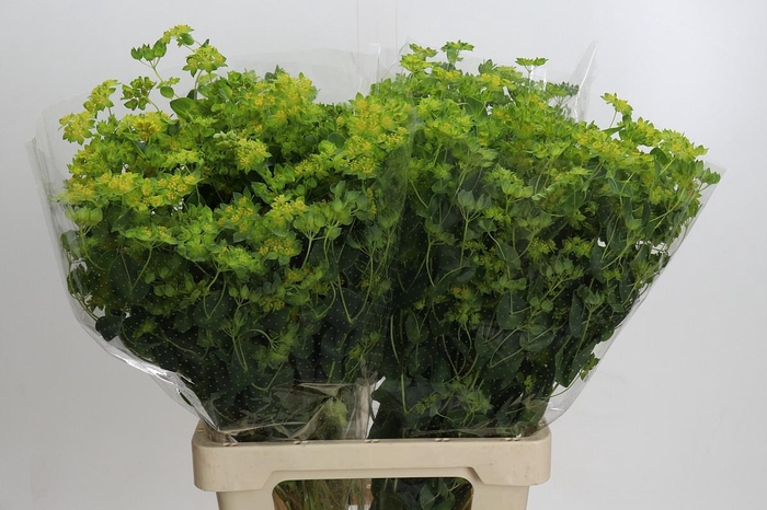 <h4>Bupleurum Griffithii</h4>