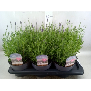 Lavandula angus.