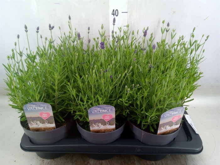 <h4>Lavandula angus.</h4>