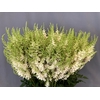 Astilbe washington
