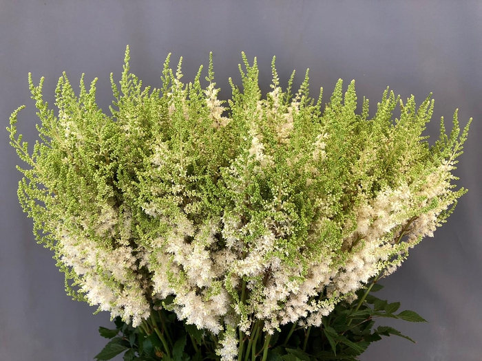 Astilbe washington