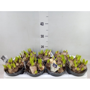 Hyacinthus orie. 'Multifl' ..