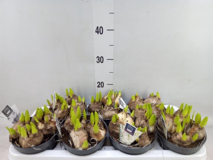 <h4>Hyacinthus orie. 'Multifl' ..</h4>