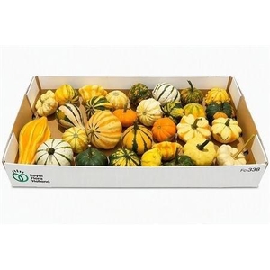 CUCURBITA PEPO