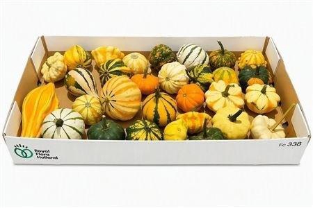 <h4>CUCURBITA PEPO</h4>
