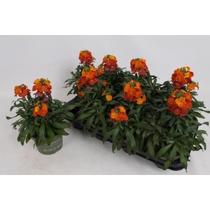 ERYS LEY ORANGE GLOW