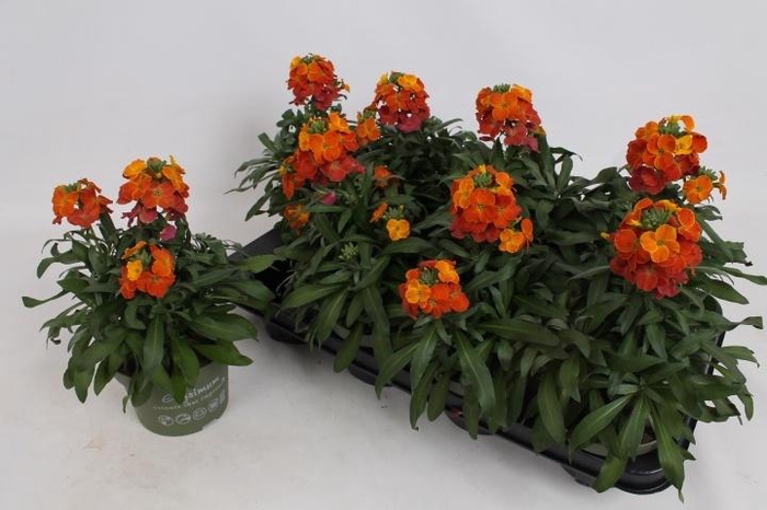 <h4>ERYS LEY ORANGE GLOW</h4>