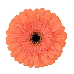 Gerbera Colin Doos