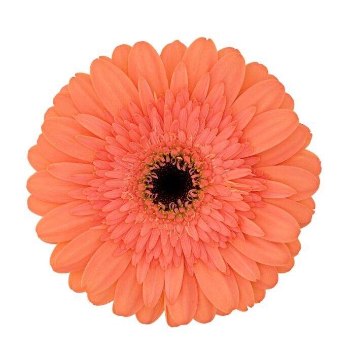<h4>Gerbera Colin Doos</h4>