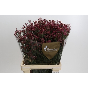Limonium Scarlet Diamond