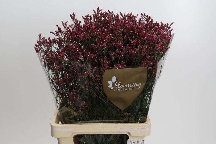 <h4>Limonium Scarlet Diamond</h4>